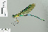  (Neurobasis anumariae - RMNH.INS.506661)  @15 [ ] CreativeCommons - Attribution Non-Commercial Share-Alike (2013) Unspecified Naturalis Biodiversity Center