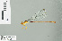  (Risiocnemis appendiculata - RMNH.INS.506670)  @13 [ ] CreativeCommons - Attribution Non-Commercial Share-Alike (2013) Unspecified Naturalis Biodiversity Center