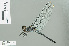  ( - RMNH.INS.506672)  @13 [ ] CreativeCommons - Attribution Non-Commercial Share-Alike (2013) Unspecified Naturalis Biodiversity Center