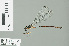  (Podolestes atomarius - RMNH.INS.506685)  @11 [ ] CreativeCommons - Attribution Non-Commercial Share-Alike (2013) Unspecified Naturalis Biodiversity Center