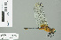  ( - RMNH.INS.506691)  @14 [ ] CreativeCommons - Attribution Non-Commercial Share-Alike (2013) Unspecified Naturalis Biodiversity Center