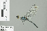  ( - RMNH.INS.506701)  @12 [ ] CreativeCommons - Attribution Non-Commercial Share-Alike (2013) Unspecified Naturalis Biodiversity Center