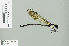  ( - RMNH.INS.506726)  @13 [ ] CreativeCommons - Attribution Non-Commercial Share-Alike (2013) Unspecified Naturalis Biodiversity Center