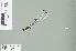  (Coeliccia new_sp_2 - RMNH.INS.506746)  @13 [ ] CreativeCommons - Attribution Non-Commercial Share-Alike (2013) Unspecified Naturalis Biodiversity Center