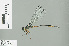  (Podolestes chrysopus - RMNH.INS.506782)  @11 [ ] CreativeCommons - Attribution Non-Commercial Share-Alike (2013) Unspecified Naturalis Biodiversity Center