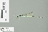  (Pseudagrion coomansi - RMNH.INS.506795)  @13 [ ] CreativeCommons - Attribution Non-Commercial Share-Alike (2013) Unspecified Naturalis Biodiversity Center