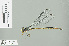  (Podolestes - RMNH.INS.506875)  @14 [ ] CreativeCommons - Attribution Non-Commercial Share-Alike (2013) Unspecified Naturalis Biodiversity Center