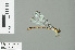  (Podolestes sp_cf_atomarius - RMNH.INS.506881)  @11 [ ] CreativeCommons - Attribution Non-Commercial Share-Alike (2013) Unspecified Naturalis Biodiversity Center