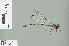  ( - RMNH.INS.506948)  @11 [ ] CreativeCommons - Attribution Non-Commercial Share-Alike (2013) Unspecified Naturalis Biodiversity Center