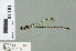  ( - RMNH.INS.507522)  @14 [ ] CreativeCommons - Attribution Non-Commercial Share-Alike (2013) Unspecified Naturalis Biodiversity Center