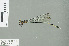  (Pseudagrion jedda - RMNH.INS.507585)  @14 [ ] CreativeCommons - Attribution Non-Commercial Share-Alike (2013) Unspecified Naturalis Biodiversity Center