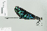  ( - RMNH.INS.507696)  @13 [ ] CreativeCommons - Attribution Non-Commercial Share-Alike (2013) Unspecified Naturalis Biodiversity Center