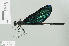  ( - RMNH.INS.507722)  @13 [ ] CreativeCommons - Attribution Non-Commercial Share-Alike (2013) Unspecified Naturalis Biodiversity Center