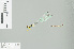  (Protosticta sp_cf_kinabaluensis - RMNH.INS.507738)  @14 [ ] CreativeCommons - Attribution Non-Commercial Share-Alike (2013) Unspecified Naturalis Biodiversity Center
