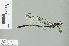  (Leptogomphus pendleburyi - RMNH.INS.507750)  @14 [ ] CreativeCommons - Attribution Non-Commercial Share-Alike (2013) Unspecified Naturalis Biodiversity Center