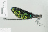  ( - RMNH.INS.507788)  @13 [ ] CreativeCommons - Attribution Non-Commercial Share-Alike (2013) Unspecified Naturalis Biodiversity Center