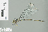  (Podolestes orientalis - RMNH.INS.507838)  @14 [ ] CreativeCommons - Attribution Non-Commercial Share-Alike (2013) Unspecified Naturalis Biodiversity Center
