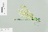  ( - RMNH.INS.508245)  @13 [ ] CreativeCommons - Attribution Non-Commercial Share-Alike (2013) Unspecified Naturalis Biodiversity Center