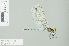  (Orthetrum hintzi - RMNH.INS.508336)  @14 [ ] CreativeCommons - Attribution Non-Commercial Share-Alike (2013) Unspecified Naturalis Biodiversity Center