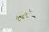  ( - RMNH.INS.508352)  @13 [ ] CreativeCommons - Attribution Non-Commercial Share-Alike (2013) Unspecified Naturalis Biodiversity Center
