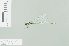  (Pseudagrion deningi - RMNH.INS.508380)  @14 [ ] CreativeCommons - Attribution Non-Commercial Share-Alike (2013) Unspecified Naturalis Biodiversity Center