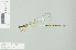  (Pseudagrion greeni - RMNH.INS.508382)  @13 [ ] CreativeCommons - Attribution Non-Commercial Share-Alike (2013) Unspecified Naturalis Biodiversity Center