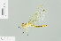  ( - RMNH.INS.508393)  @13 [ ] CreativeCommons - Attribution Non-Commercial Share-Alike (2013) Unspecified Naturalis Biodiversity Center