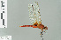  ( - RMNH.INS.508443)  @13 [ ] CreativeCommons - Attribution Non-Commercial Share-Alike (2013) Unspecified Naturalis Biodiversity Center