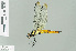  (Lyriothemis - RMNH.INS.508446)  @15 [ ] CreativeCommons - Attribution Non-Commercial Share-Alike (2013) Unspecified Naturalis Biodiversity Center