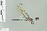  ( - RMNH.INS.508459)  @13 [ ] CreativeCommons - Attribution Non-Commercial Share-Alike (2013) Unspecified Naturalis Biodiversity Center