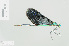  (Matrona - RMNH.INS.508463)  @14 [ ] CreativeCommons - Attribution Non-Commercial Share-Alike (2013) Unspecified Naturalis Biodiversity Center