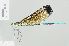  (Atrocalopteryx - RMNH.INS.508507)  @14 [ ] CreativeCommons - Attribution Non-Commercial Share-Alike (2013) Unspecified Naturalis Biodiversity Center