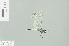  (Brachydiplax farinosa - RMNH.INS.508548)  @13 [ ] CreativeCommons - Attribution Non-Commercial Share-Alike (2013) Unspecified Naturalis Biodiversity Center