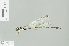  (Priscagrion kiautai - RMNH.INS.508570)  @11 [ ] CreativeCommons - Attribution Non-Commercial Share-Alike (2013) Unspecified Naturalis Biodiversity Center