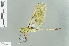  (Anax parthenope - RMNH.INS.508586)  @13 [ ] CreativeCommons - Attribution Non-Commercial Share-Alike (2013) Unspecified Naturalis Biodiversity Center