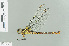  (Cephalaeschna - RMNH.INS.508588)  @14 [ ] CreativeCommons - Attribution Non-Commercial Share-Alike (2013) Unspecified Naturalis Biodiversity Center