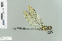  (Periaeschna - RMNH.INS.508591)  @13 [ ] CreativeCommons - Attribution Non-Commercial Share-Alike (2013) Unspecified Naturalis Biodiversity Center