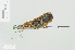  (Atrocalopteryx atrata - RMNH.INS.508604)  @11 [ ] CreativeCommons - Attribution Non-Commercial Share-Alike (2013) Unspecified Naturalis Biodiversity Center