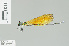  (Mnais mneme - RMNH.INS.508607)  @11 [ ] CreativeCommons - Attribution Non-Commercial Share-Alike (2013) Unspecified Naturalis Biodiversity Center