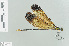  ( - RMNH.INS.508616)  @13 [ ] CreativeCommons - Attribution Non-Commercial Share-Alike (2013) Unspecified Naturalis Biodiversity Center