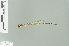  (Protosticta taipokauensis - RMNH.INS.508643)  @14 [ ] CreativeCommons - Attribution Non-Commercial Share-Alike (2013) Unspecified Naturalis Biodiversity Center