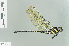  (Polycanthagyna erythromelas - RMNH.INS.508675)  @13 [ ] CreativeCommons - Attribution Non-Commercial Share-Alike (2013) Unspecified Naturalis Biodiversity Center