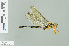  (Petaliaeschna - RMNH.INS.508688)  @13 [ ] CreativeCommons - Attribution Non-Commercial Share-Alike (2013) Unspecified Naturalis Biodiversity Center