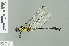  (Leptogomphus intermedius - RMNH.INS.508695)  @14 [ ] CreativeCommons - Attribution Non-Commercial Share-Alike (2013) Unspecified Naturalis Biodiversity Center