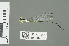  (Pseudagrion simplicilaminatum - RMNH.INS.508807)  @13 [ ] CreativeCommons - Attribution Non-Commercial Share-Alike (2013) Unspecified Naturalis Biodiversity Center