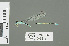  (Pseudagrion helenae - RMNH.INS.508816)  @12 [ ] CreativeCommons - Attribution Non-Commercial Share-Alike (2013) Unspecified Naturalis Biodiversity Center
