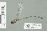  ( - RMNH.INS.508817)  @14 [ ] CreativeCommons - Attribution Non-Commercial Share-Alike (2013) Unspecified Naturalis Biodiversity Center