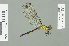  ( - RMNH.INS.508824)  @13 [ ] CreativeCommons - Attribution Non-Commercial Share-Alike (2013) Unspecified Naturalis Biodiversity Center