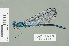  ( - RMNH.INS.508826)  @11 [ ] CreativeCommons - Attribution Non-Commercial Share-Alike (2013) Unspecified Naturalis Biodiversity Center