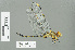  ( - RMNH.INS.508831)  @14 [ ] CreativeCommons - Attribution Non-Commercial Share-Alike (2013) Unspecified Naturalis Biodiversity Center